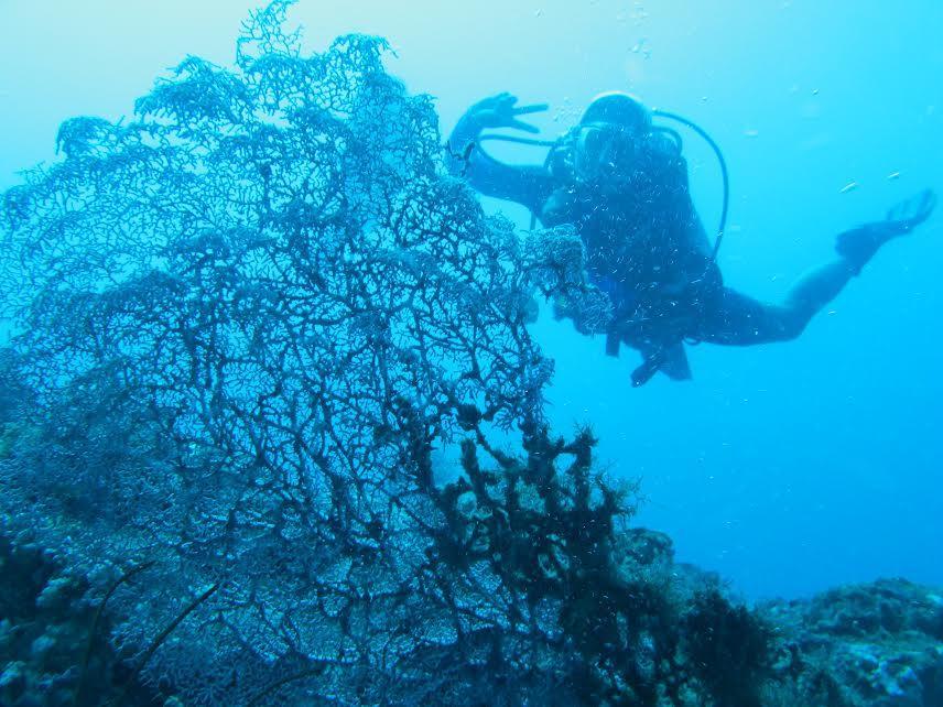 Anilao Scuba Dive Center Hotel Batangas Ngoại thất bức ảnh