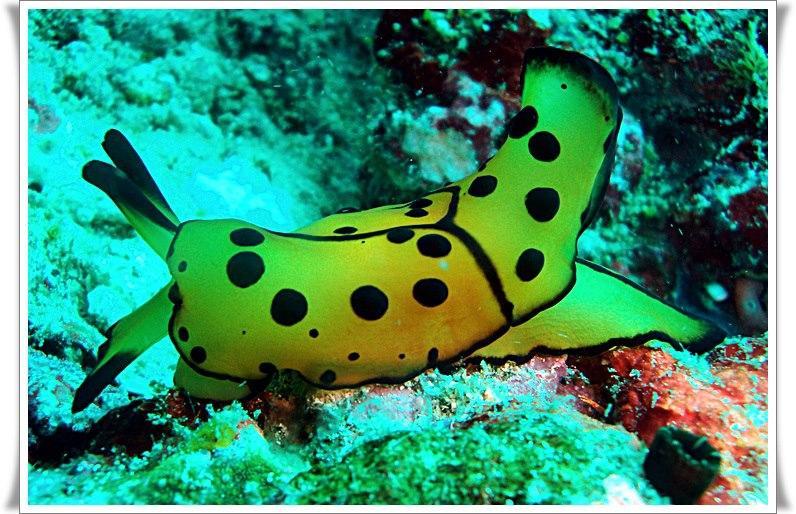 Anilao Scuba Dive Center Hotel Batangas Ngoại thất bức ảnh
