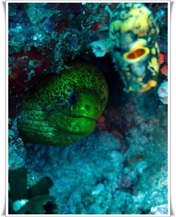 Anilao Scuba Dive Center Hotel Batangas Ngoại thất bức ảnh