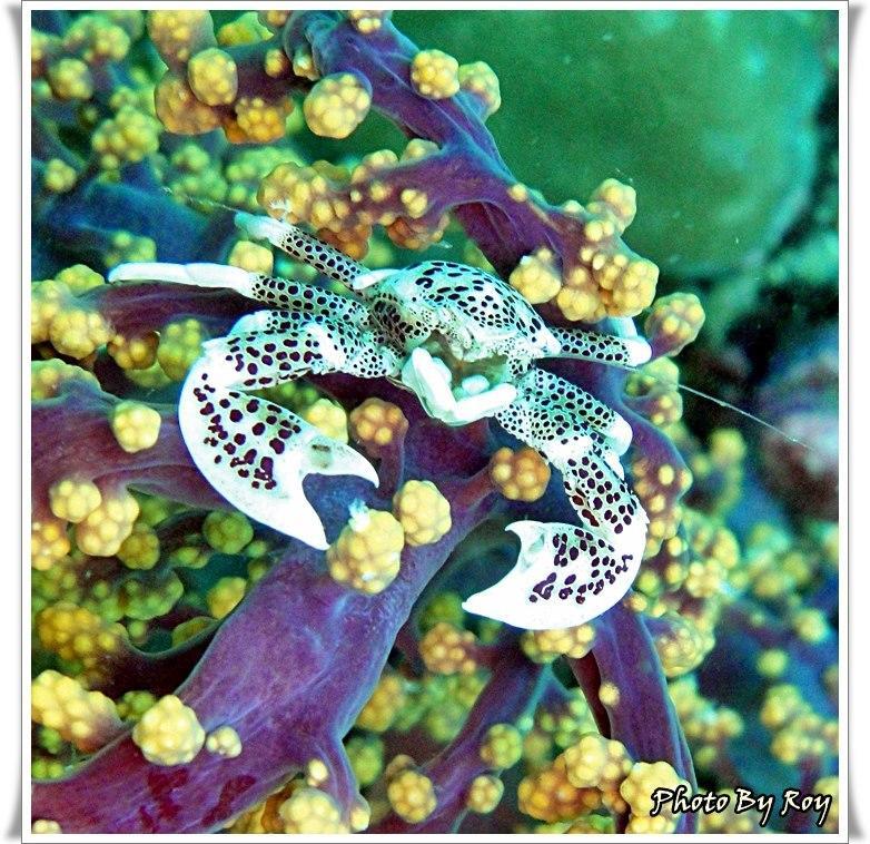 Anilao Scuba Dive Center Hotel Batangas Ngoại thất bức ảnh