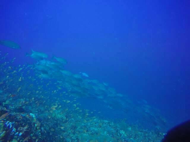 Anilao Scuba Dive Center Hotel Batangas Ngoại thất bức ảnh