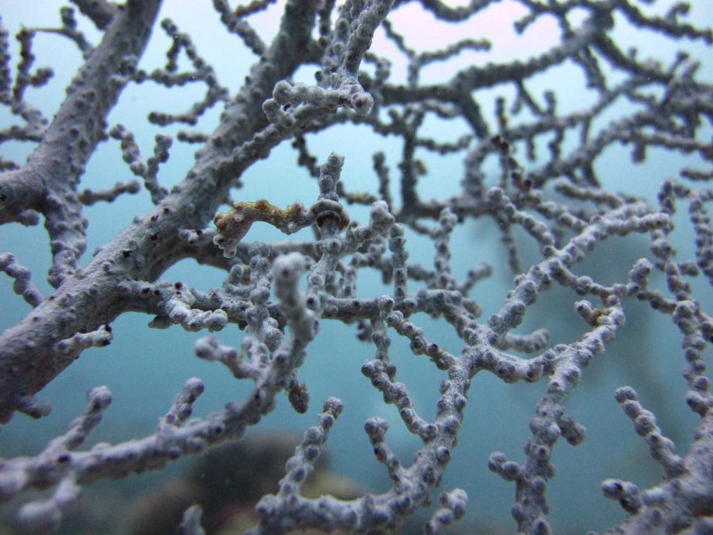 Anilao Scuba Dive Center Hotel Batangas Ngoại thất bức ảnh