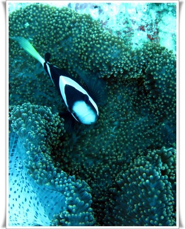 Anilao Scuba Dive Center Hotel Batangas Ngoại thất bức ảnh