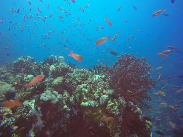 Anilao Scuba Dive Center Hotel Batangas Ngoại thất bức ảnh