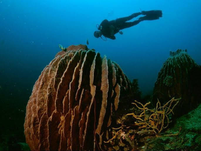 Anilao Scuba Dive Center Hotel Batangas Ngoại thất bức ảnh